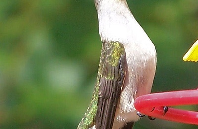 Female Ruby Throated Humming Bird